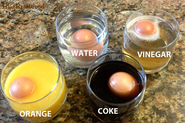 Dissolving, Expanding And Bouncing Egg Science Experiment